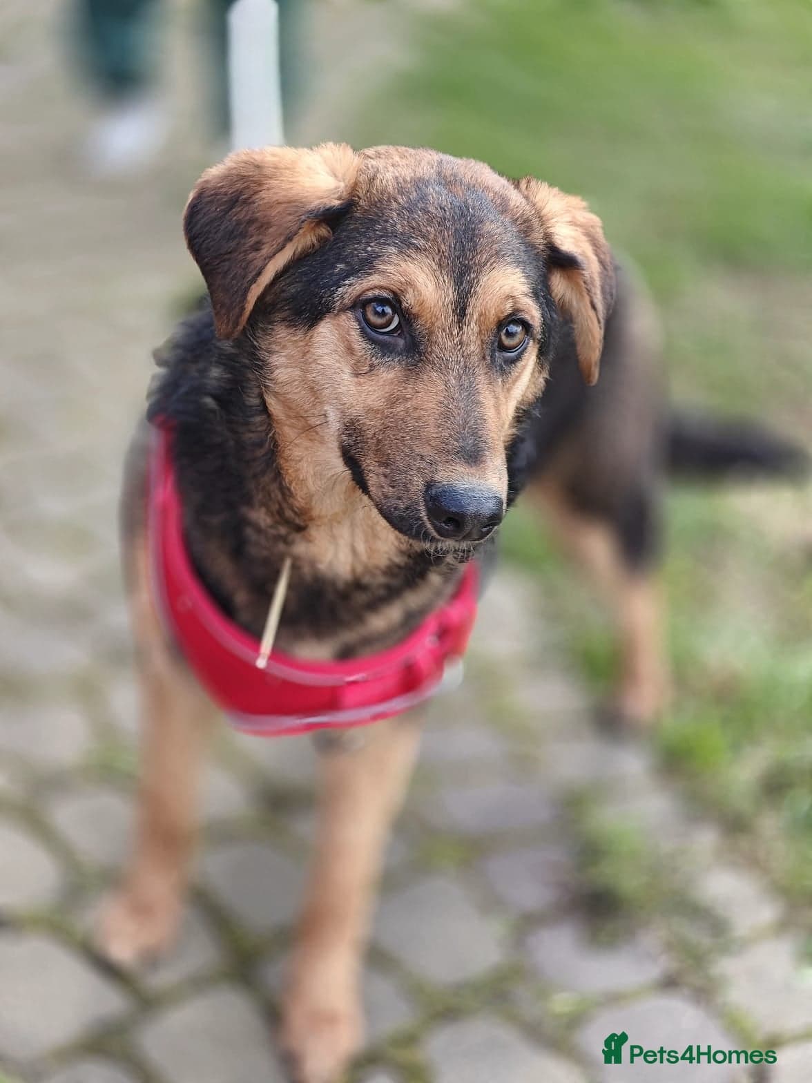 ๏ธ๐ถ yasia photo 5