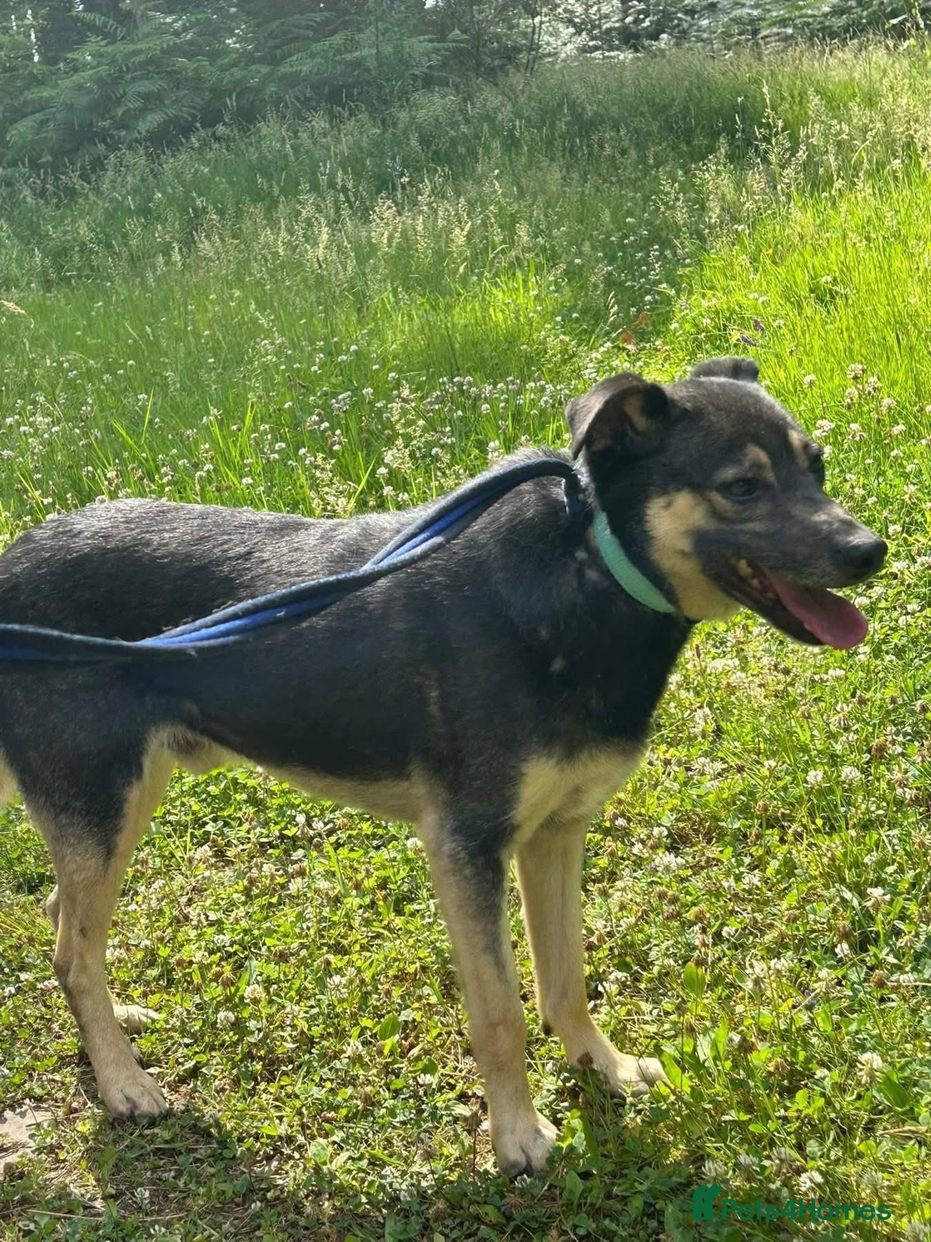 Joey - Norwich Norfolk photo 11