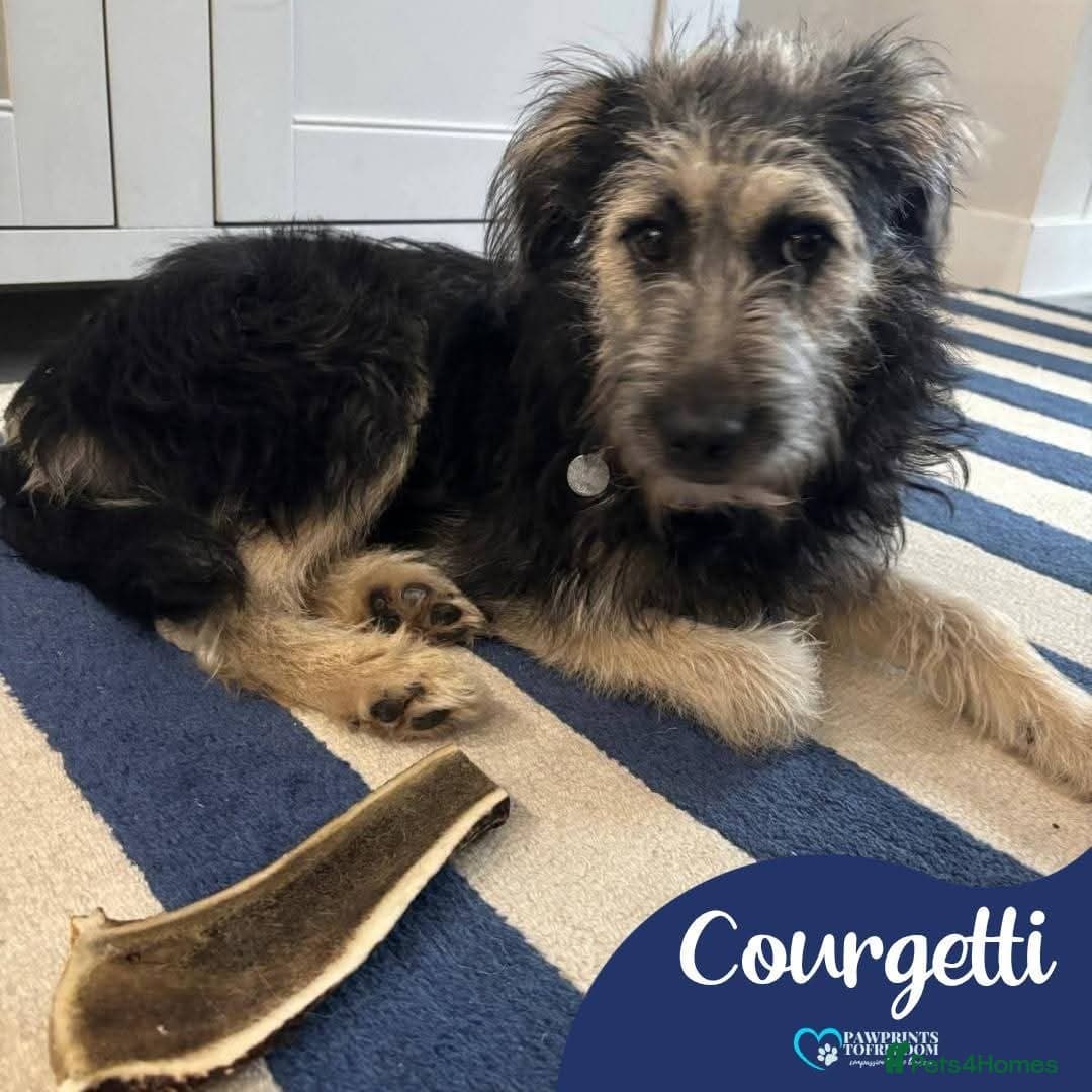 Meet Courgetti, currently residing in Norfolk photo 2