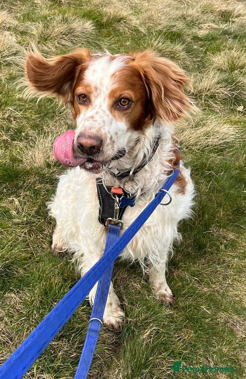 Ronnie, 3-year old Brittany male photo 13