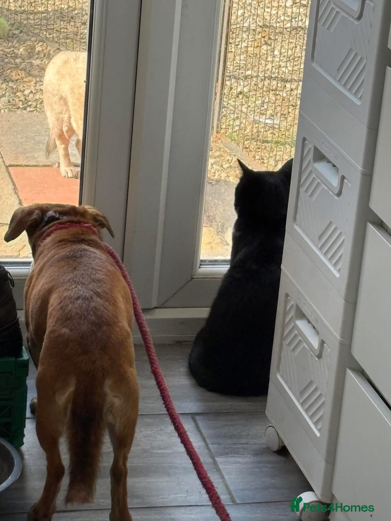 Mavis - Norwich Norfolk photo 13