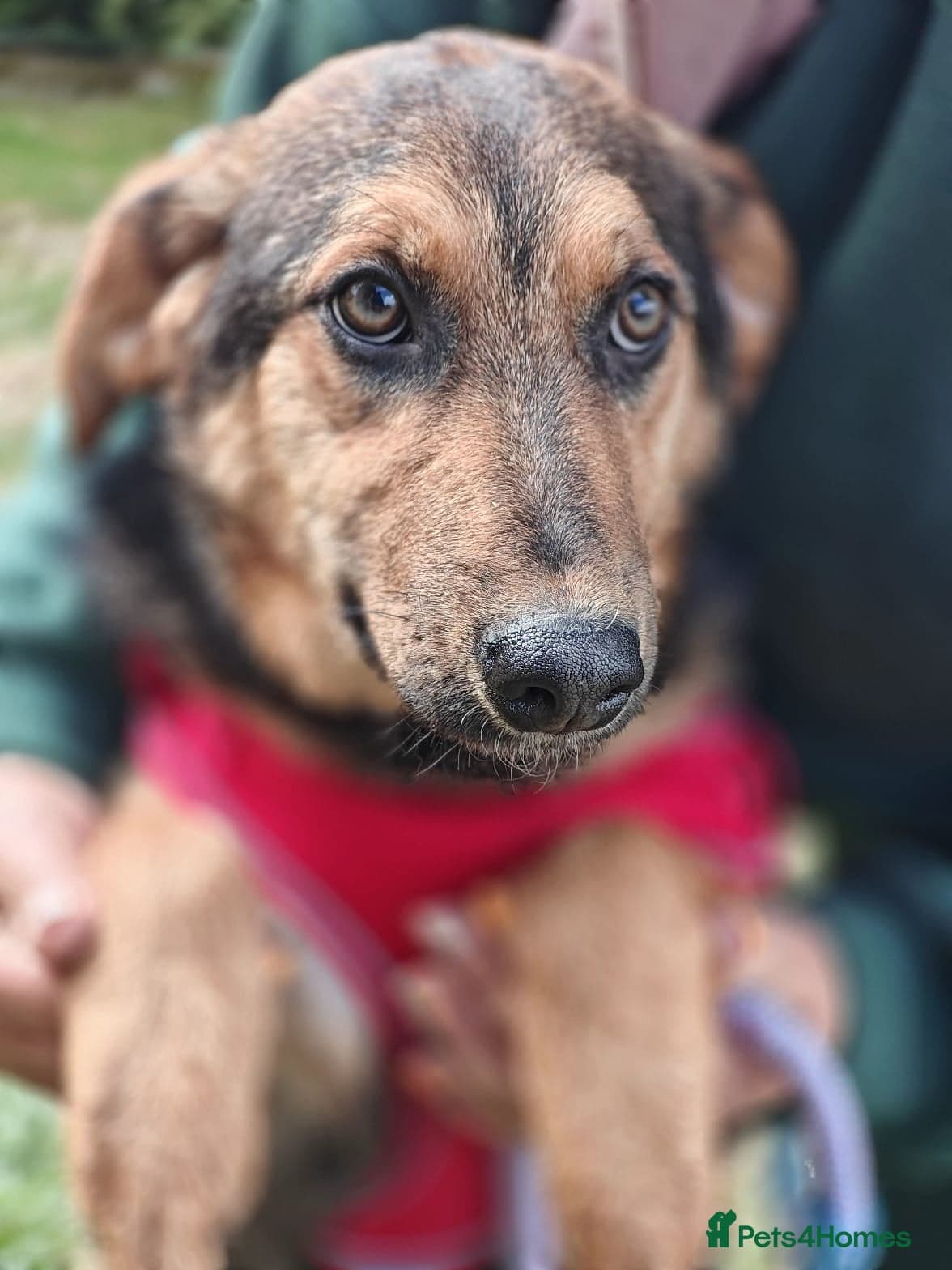 ๏ธ๐ถ yasia photo 10