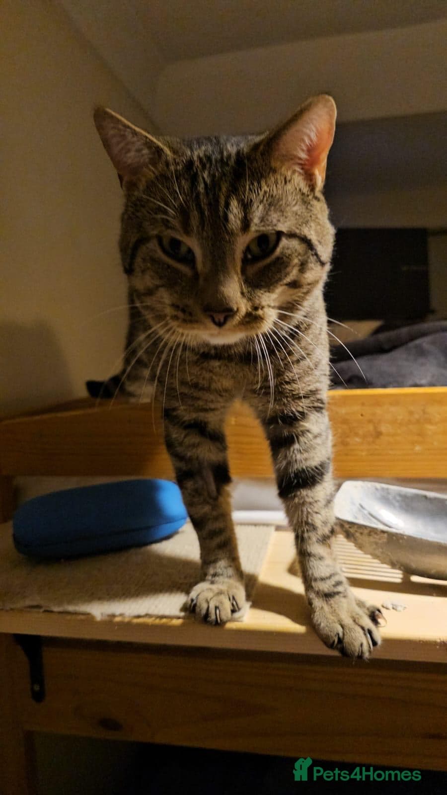 Gentle 10 month rescue MaleCat photo 4