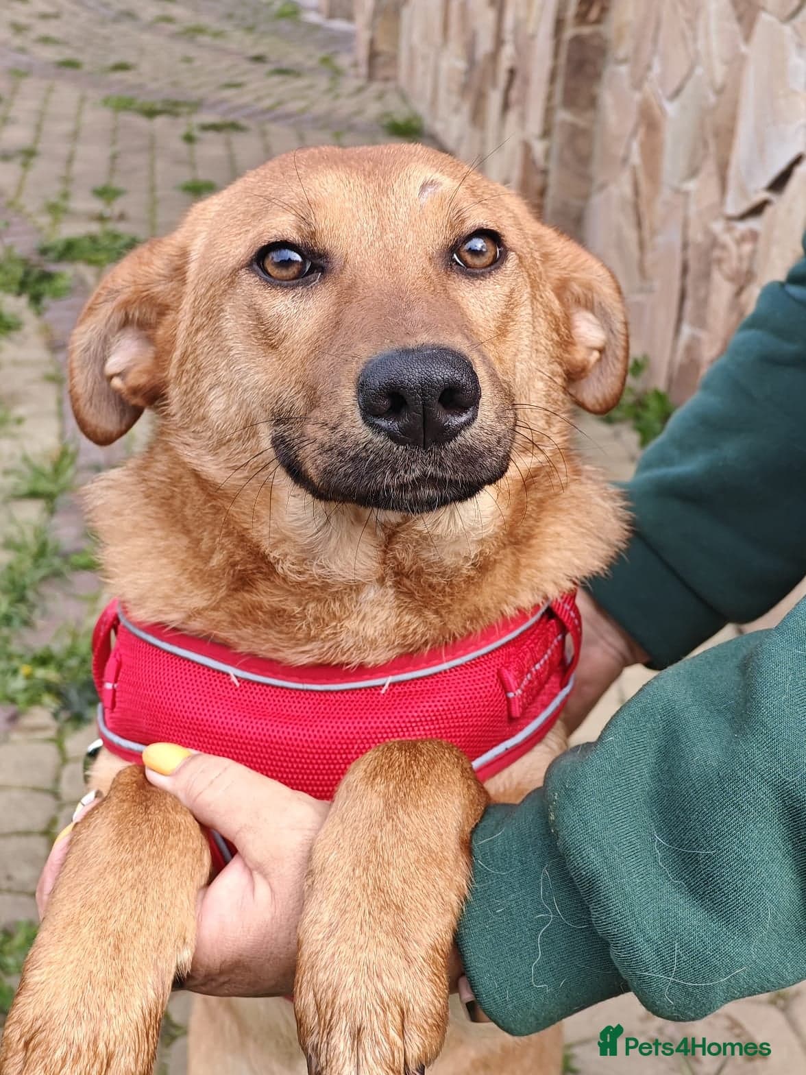 ️🐶 yara photo 12