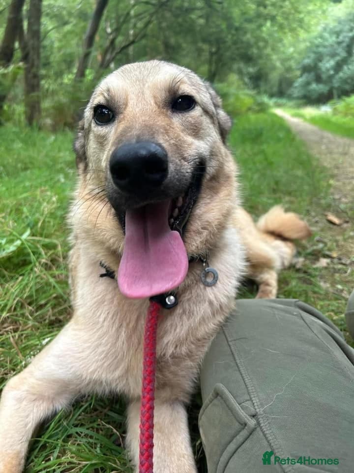 Pettern - Norwich Norfolk photo 30