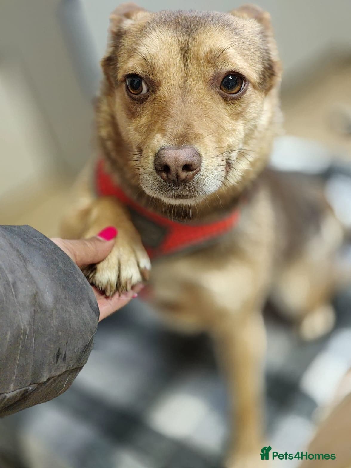 ️🐶 rudya photo 7