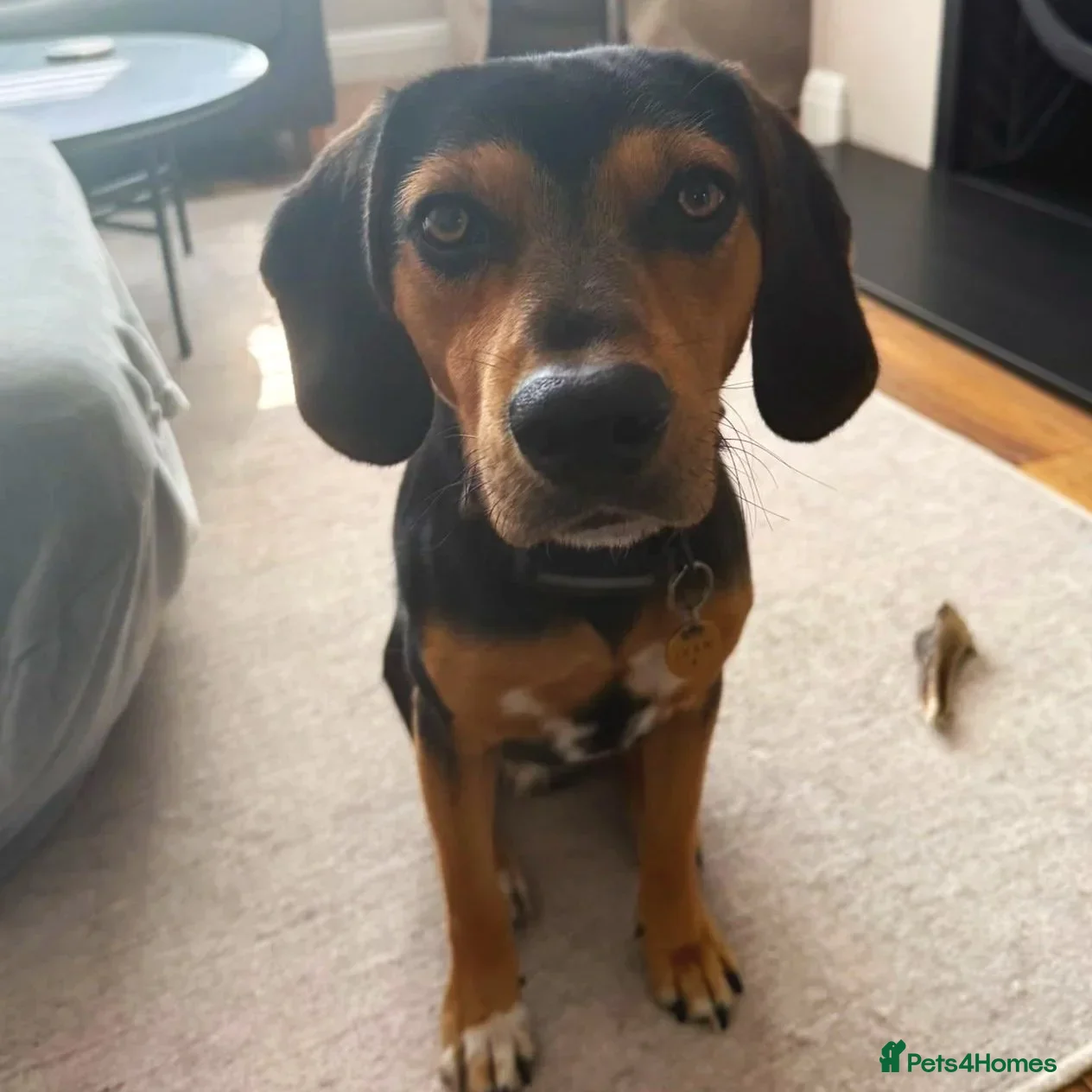 Ivan (Greek Harehound) photo 5