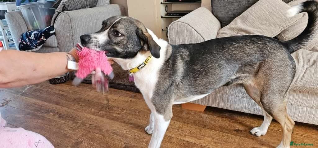 Meet Skye, currently residing in Cheshire photo 6