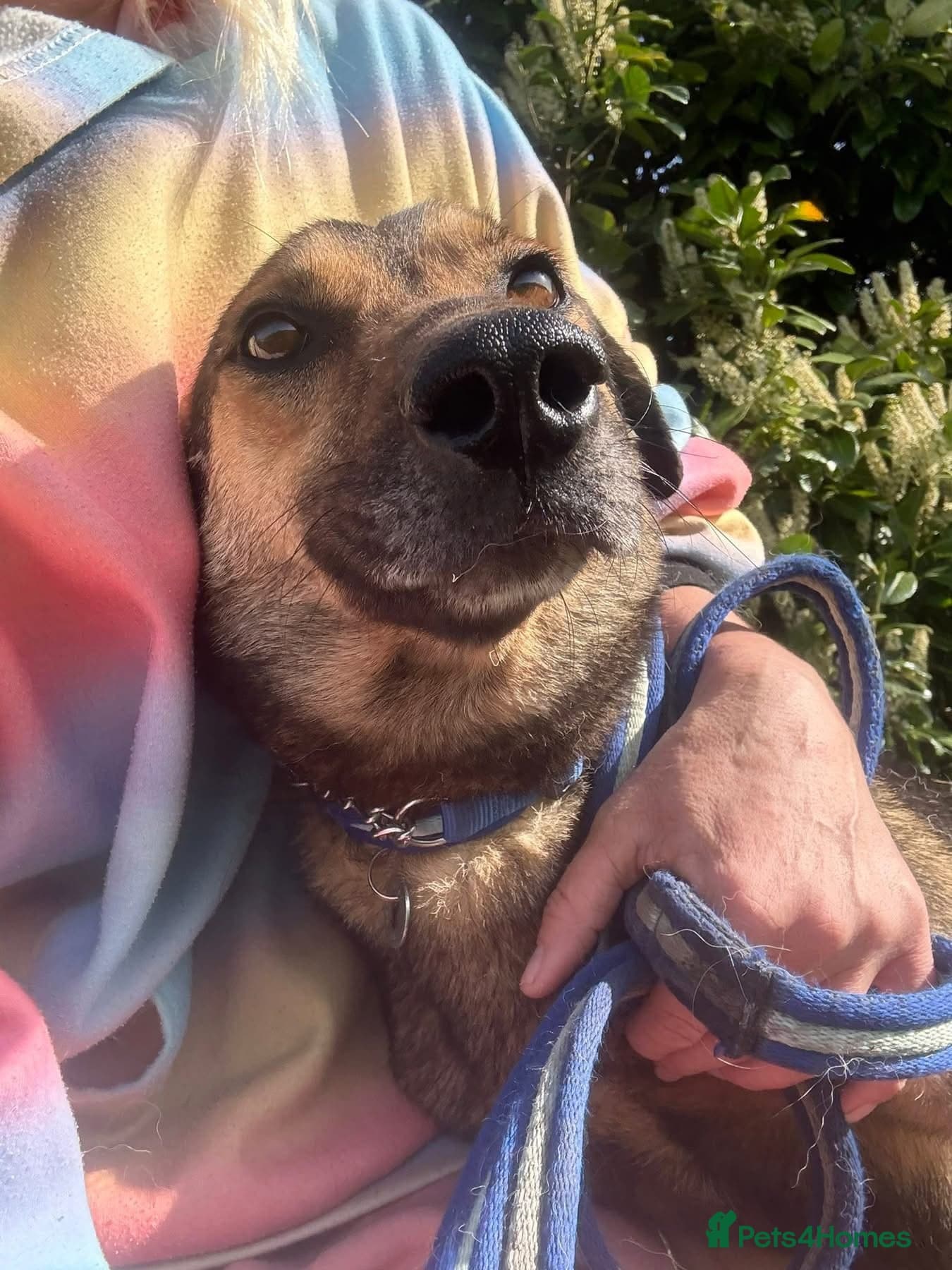 Jenkins - Norwich Norfolk photo 14