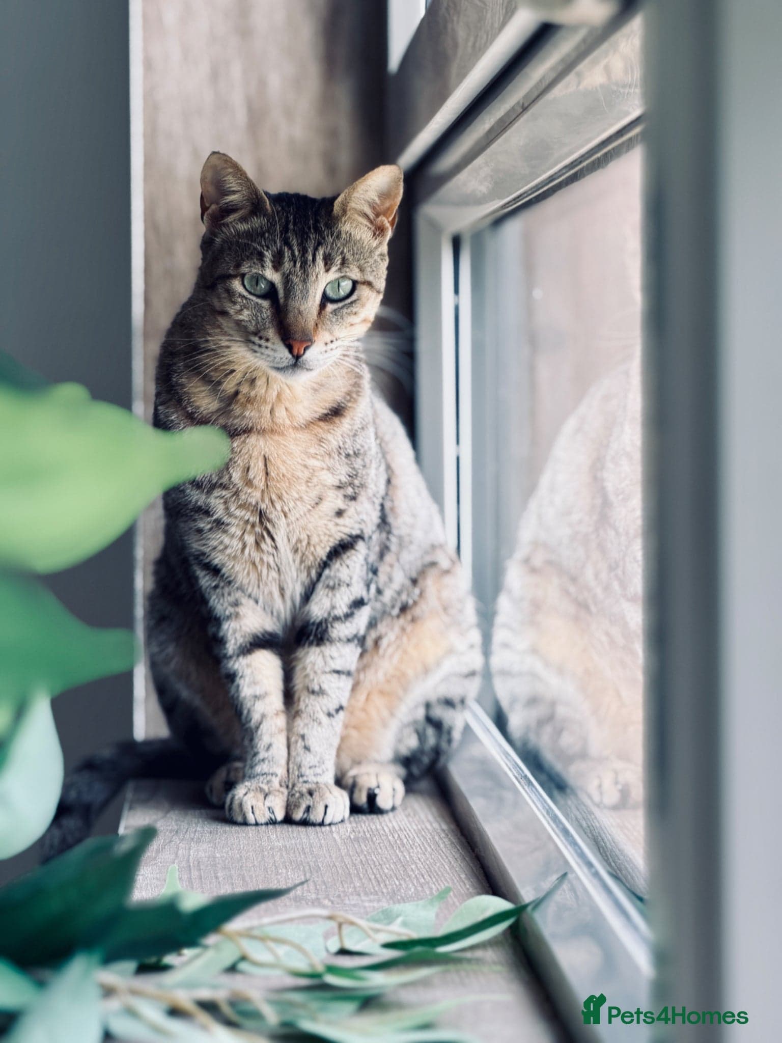 Hera ♥️ (House Cat) photo 3