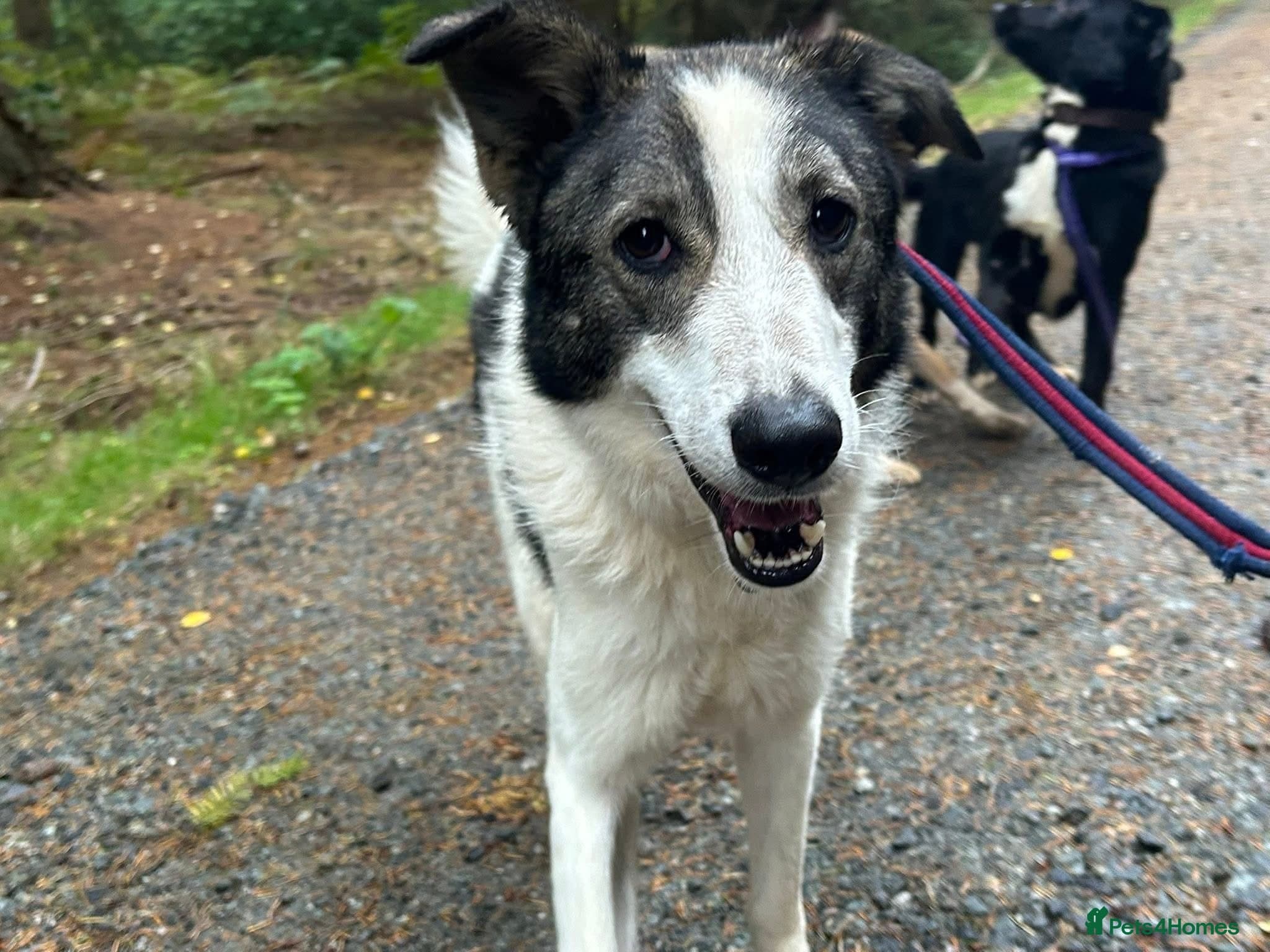 Matteo - Norwich Norfolk photo 23