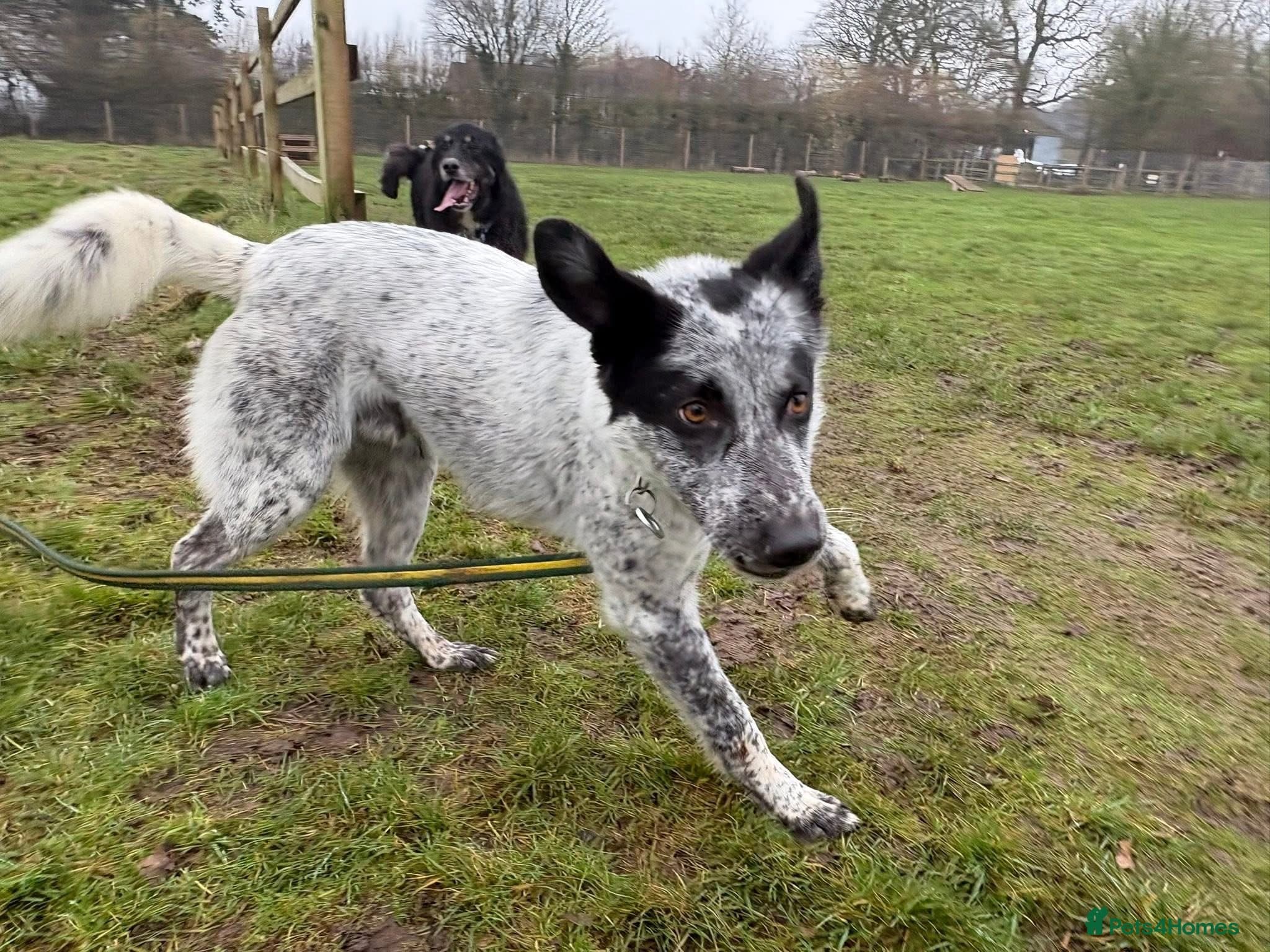 Cessil - Norwich Norfolk photo 21