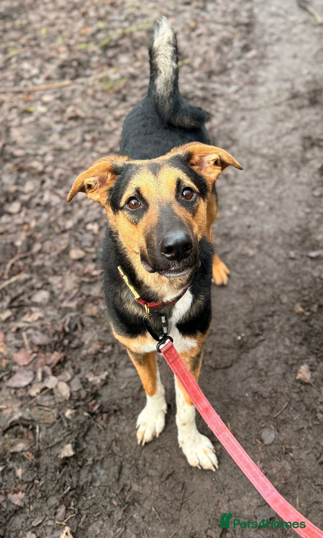 LOOK AT HIM:💙BRUNO💙Someone's best ever friend photo 10