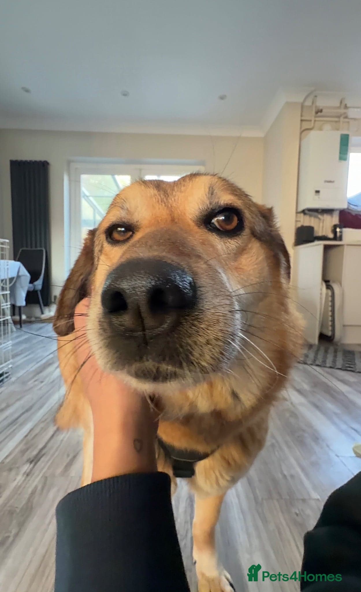 Sweet Muffin photo 13