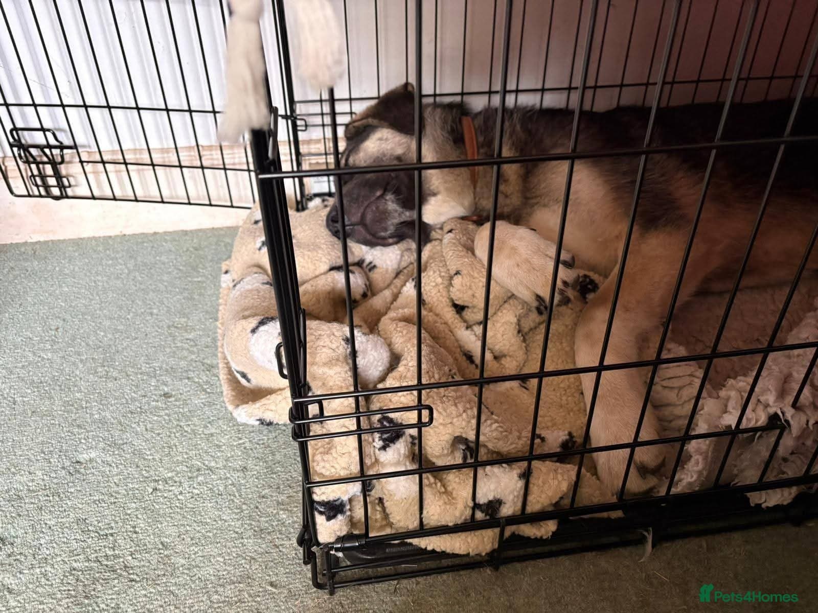 Meet Neptune,currently residing in Oxfordshire photo 7