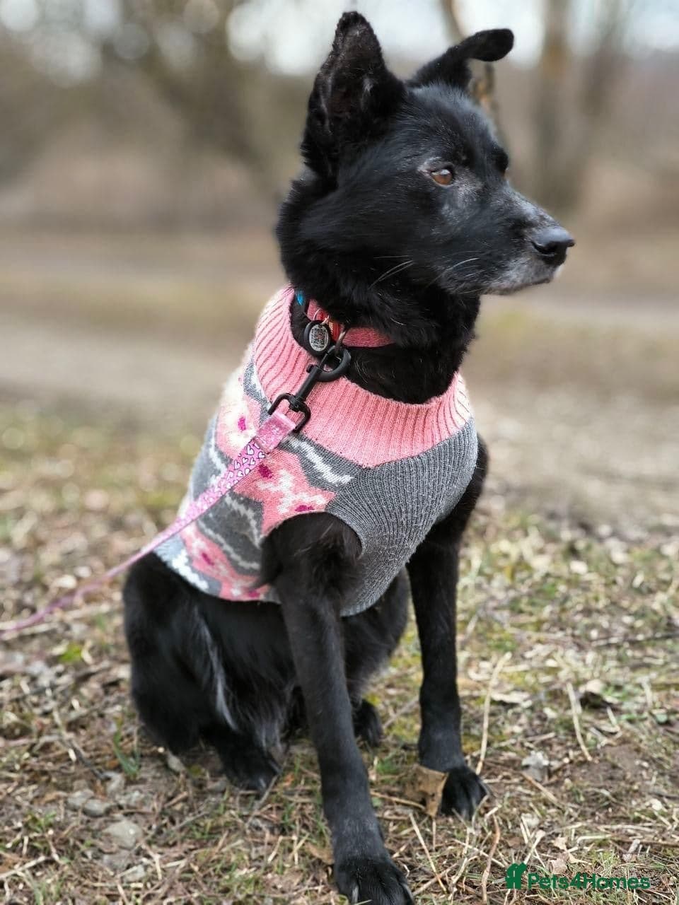 ๏ธ๐ถ tofa photo 20