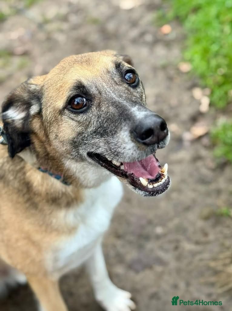 Meet Erol, currently residing in Surrey photo 6