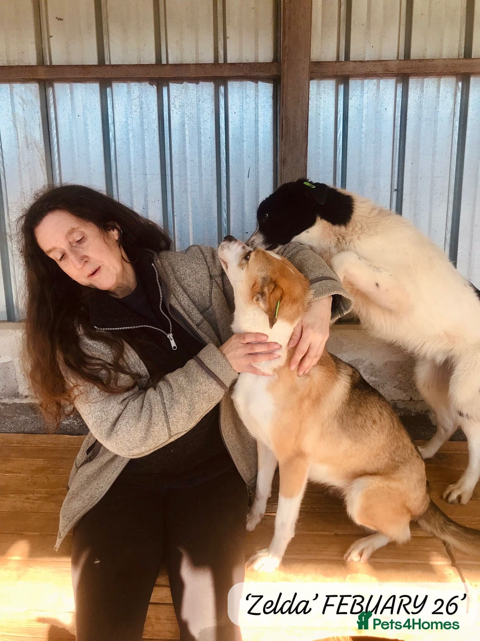 Zelda, 3 yrs old approx. photo 15