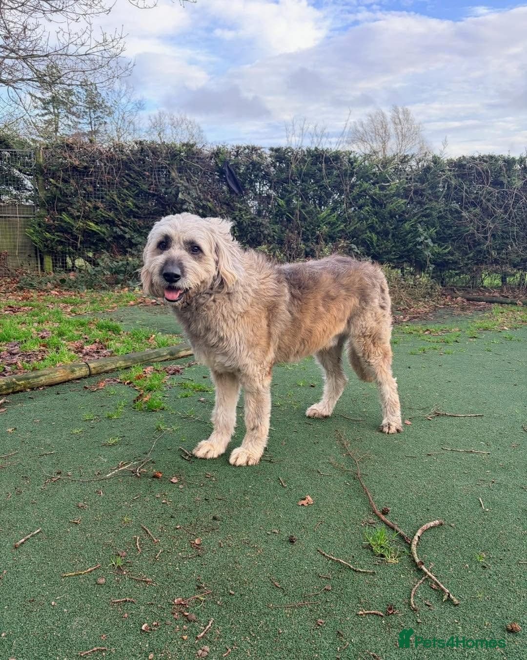 Oscar - our bear boy💚 photo 10