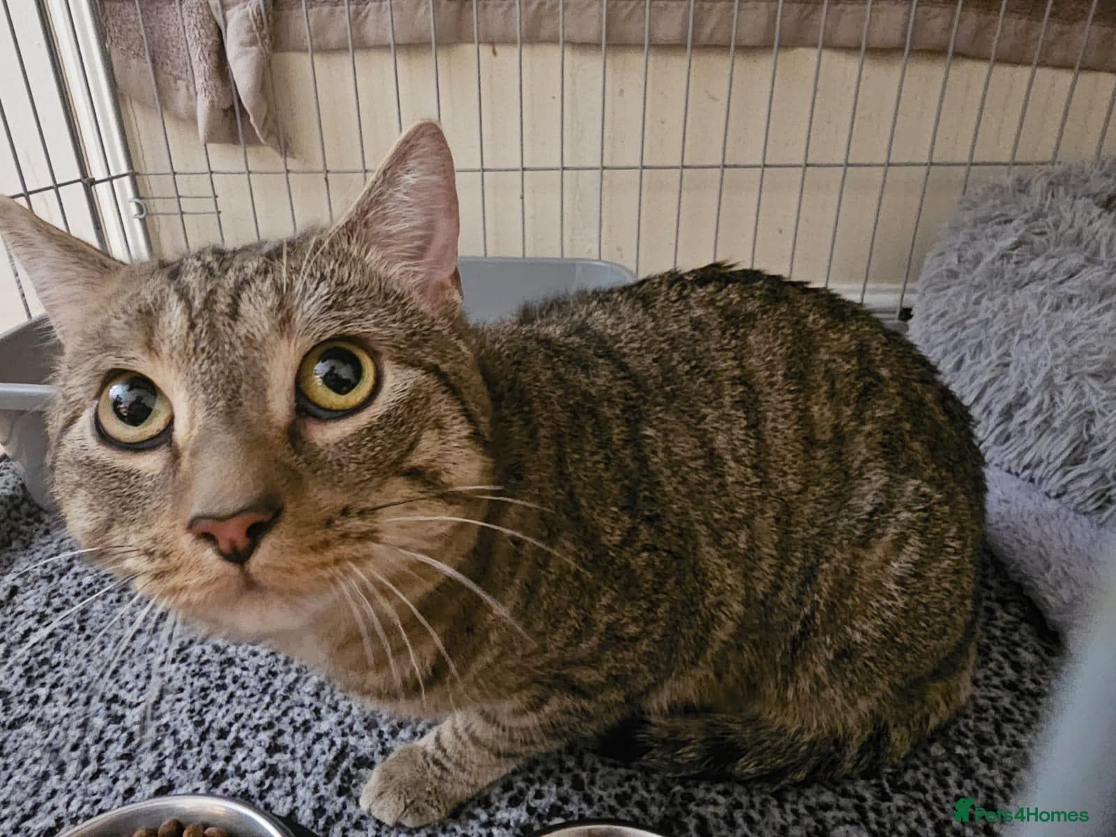 Gentle 10 month rescue MaleCat photo 23