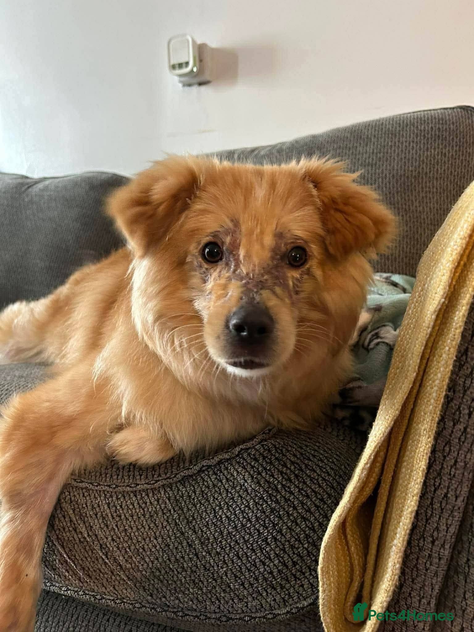 Meet Sabre, currently residing in Leicestershire photo 4