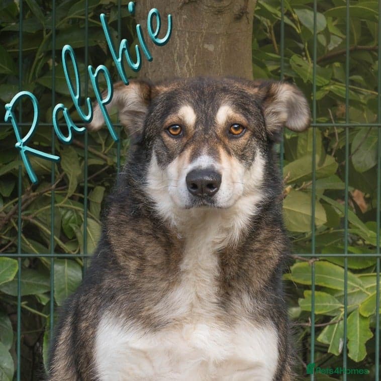 Ralphie — Mixed Breed