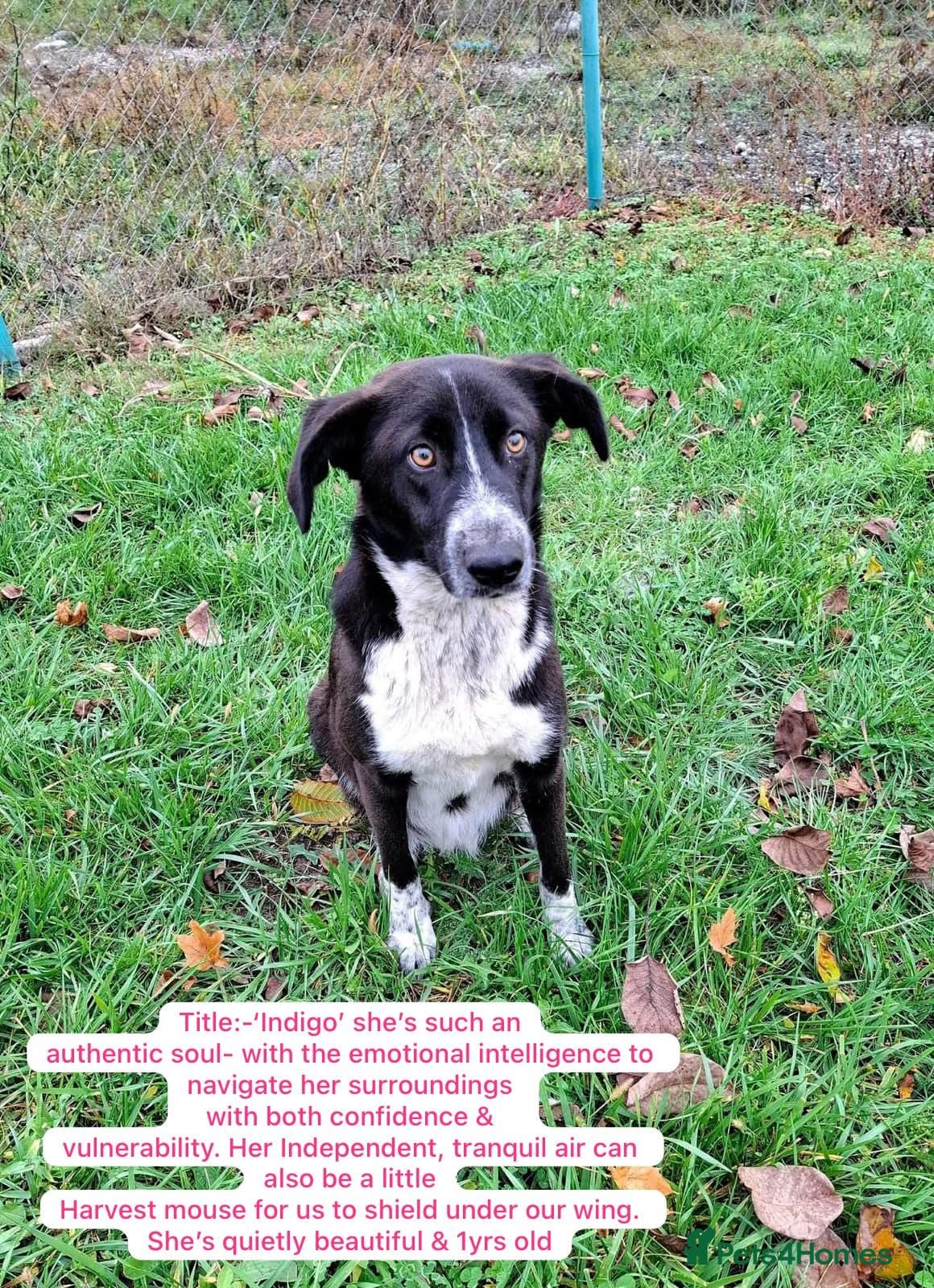 Indigo, 1 yr approx. — Mixed Breed