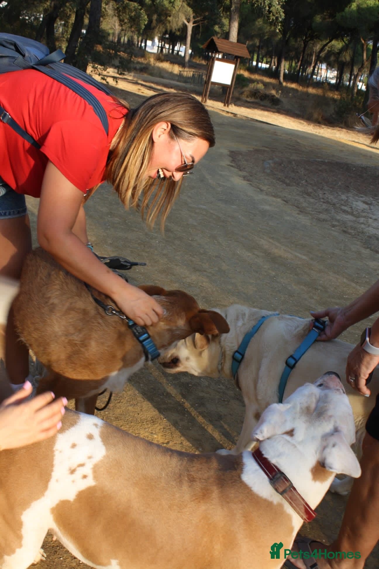 Years waiting - forgotten dogs photo 9