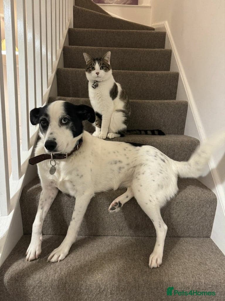 Meet Maggie, currently residing in Whiteley — Mixed Breed