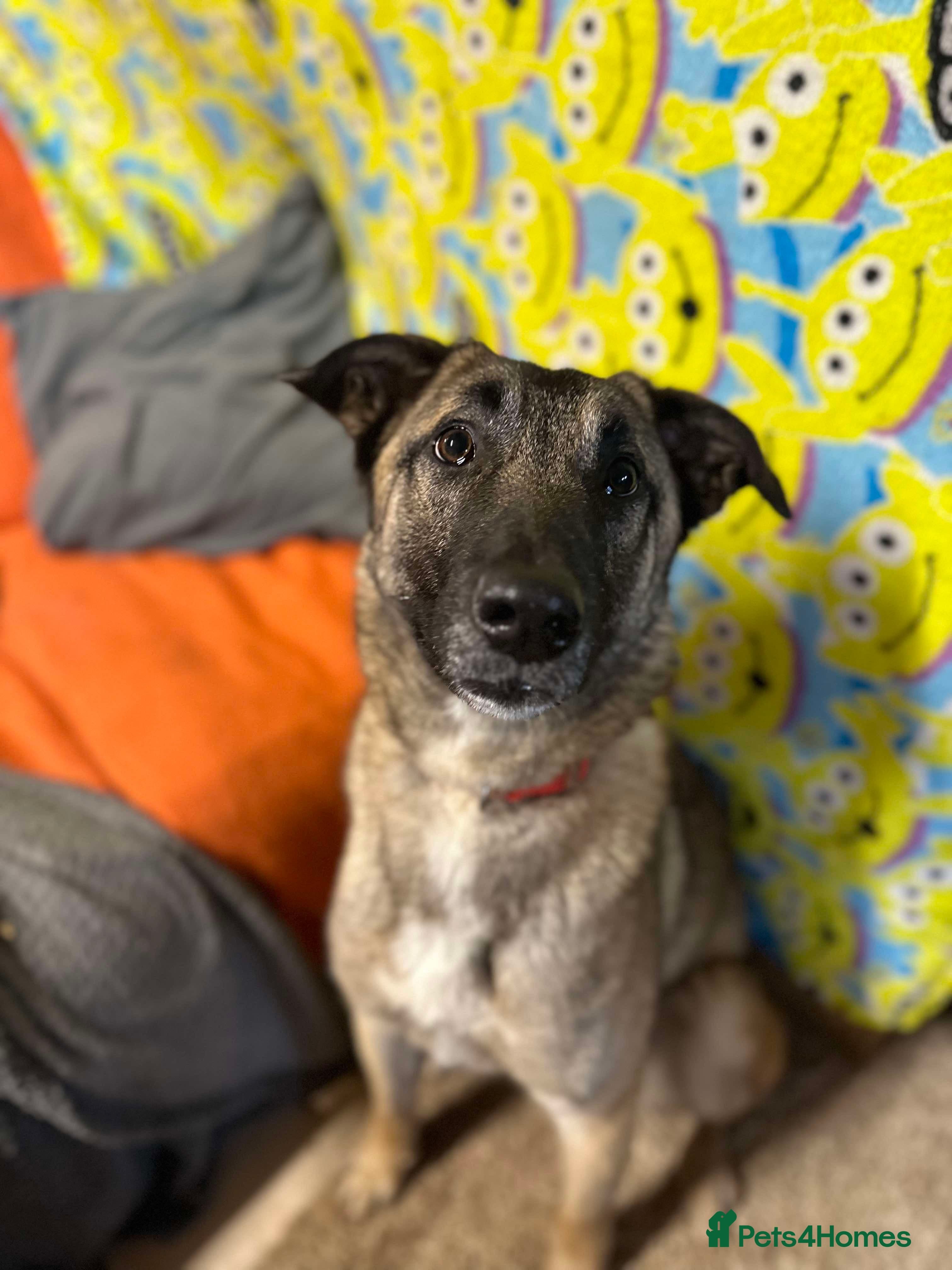 Meet Vera, currently residing in Cheshire photo 24