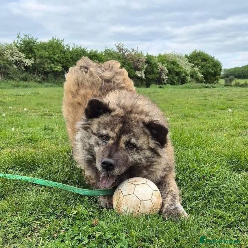 Luna Chow 💜 — Mixed Breed
