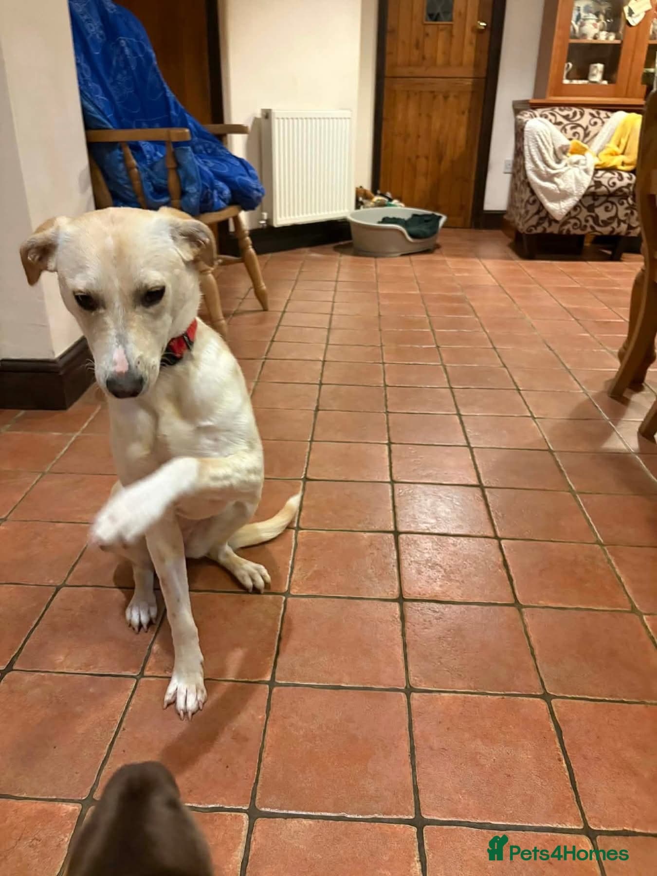 Talia - Hempnall Norfolk photo 6