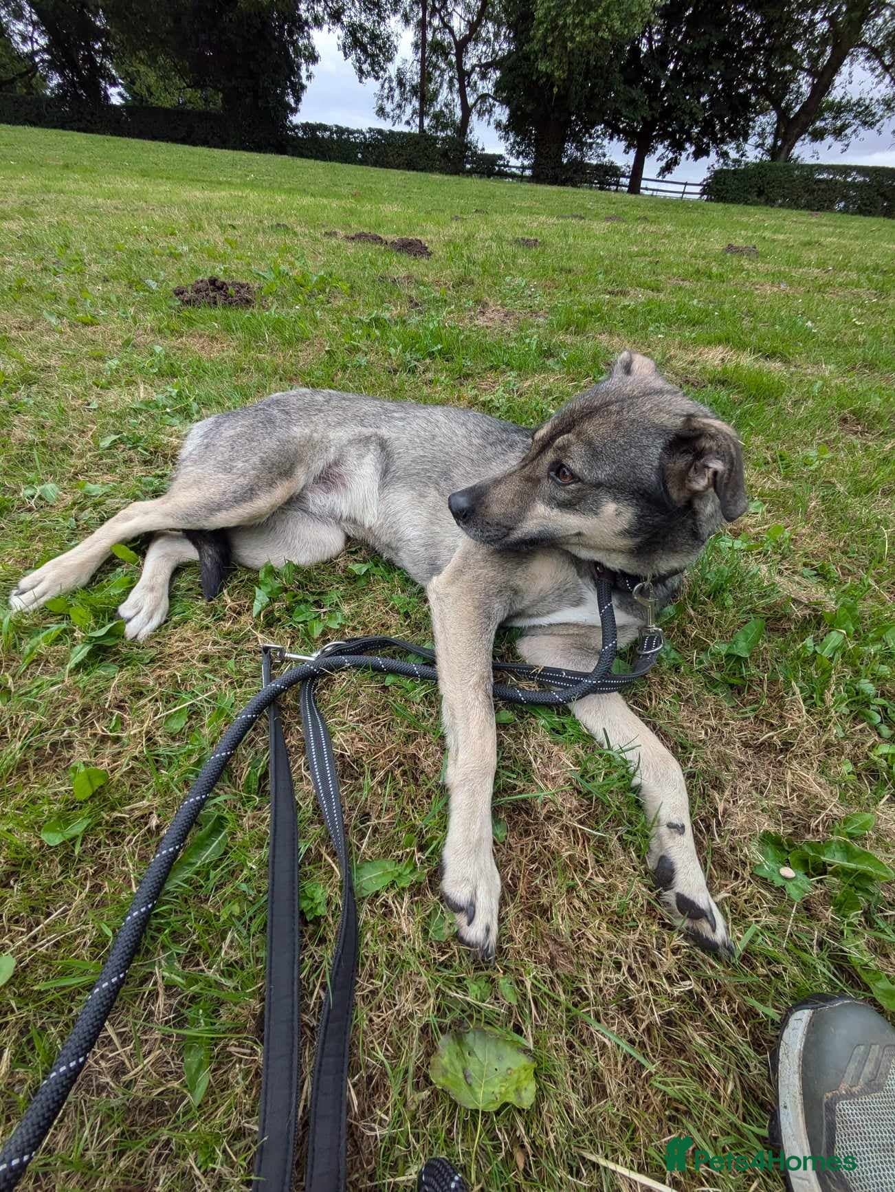 Meet Joy, currently residing in Cheshire — Mixed Breed
