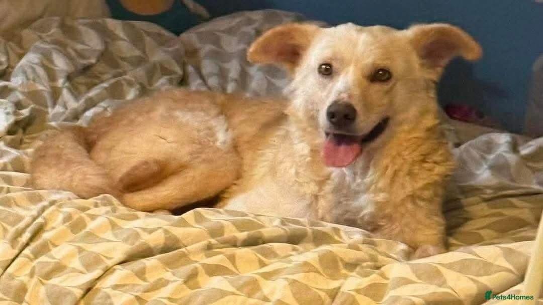 Gorgeous George photo 5