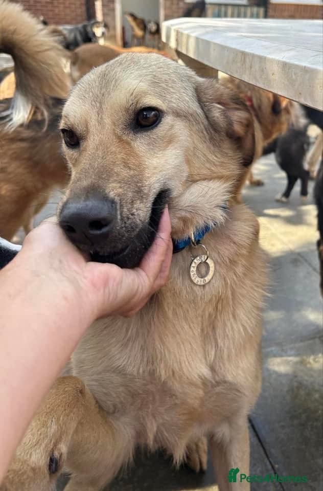 Pettern - Norwich Norfolk photo 28