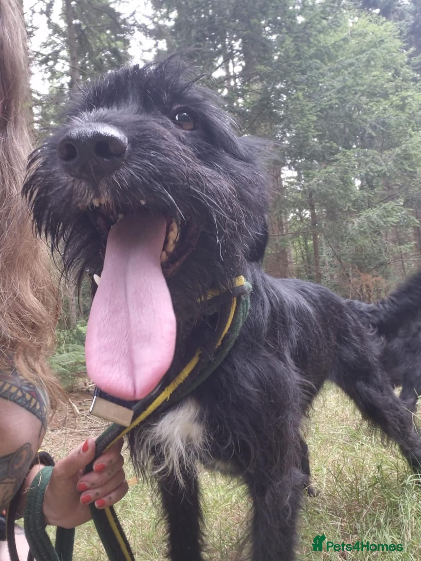 Micky - Norwich Norfolk photo 3