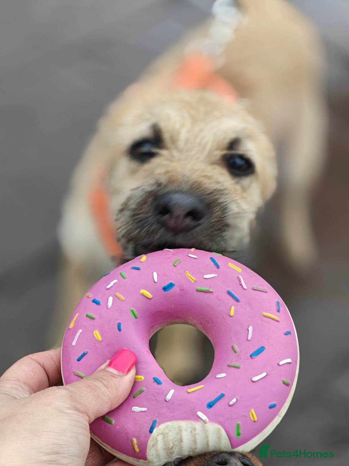 ๏ธ๐ถ bekki photo 11