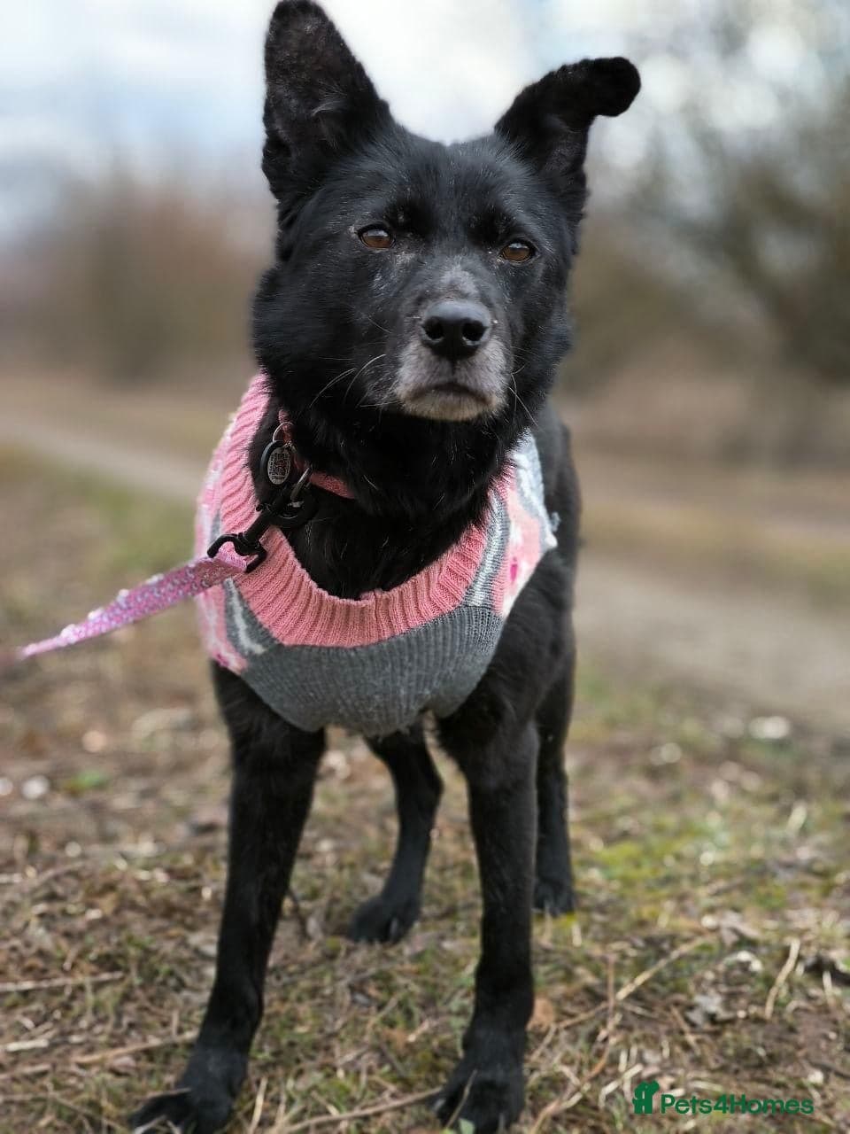 ๏ธ๐ถ tofa photo 18