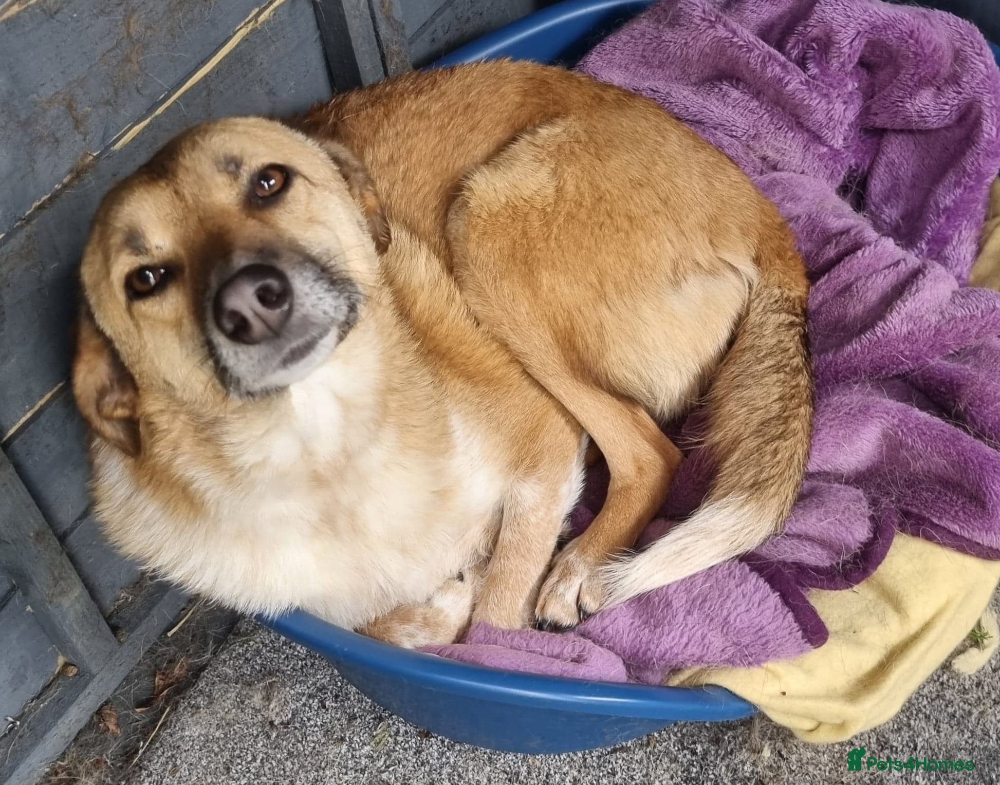 Tessa and Tosca -looking photo 12