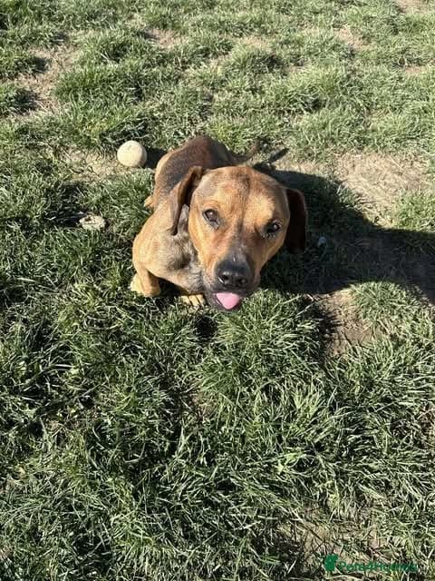 Rescue boy Noodle photo 21