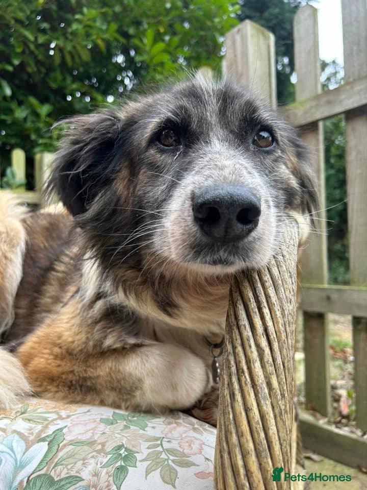 Hilda - Norwich Norfolk photo 8