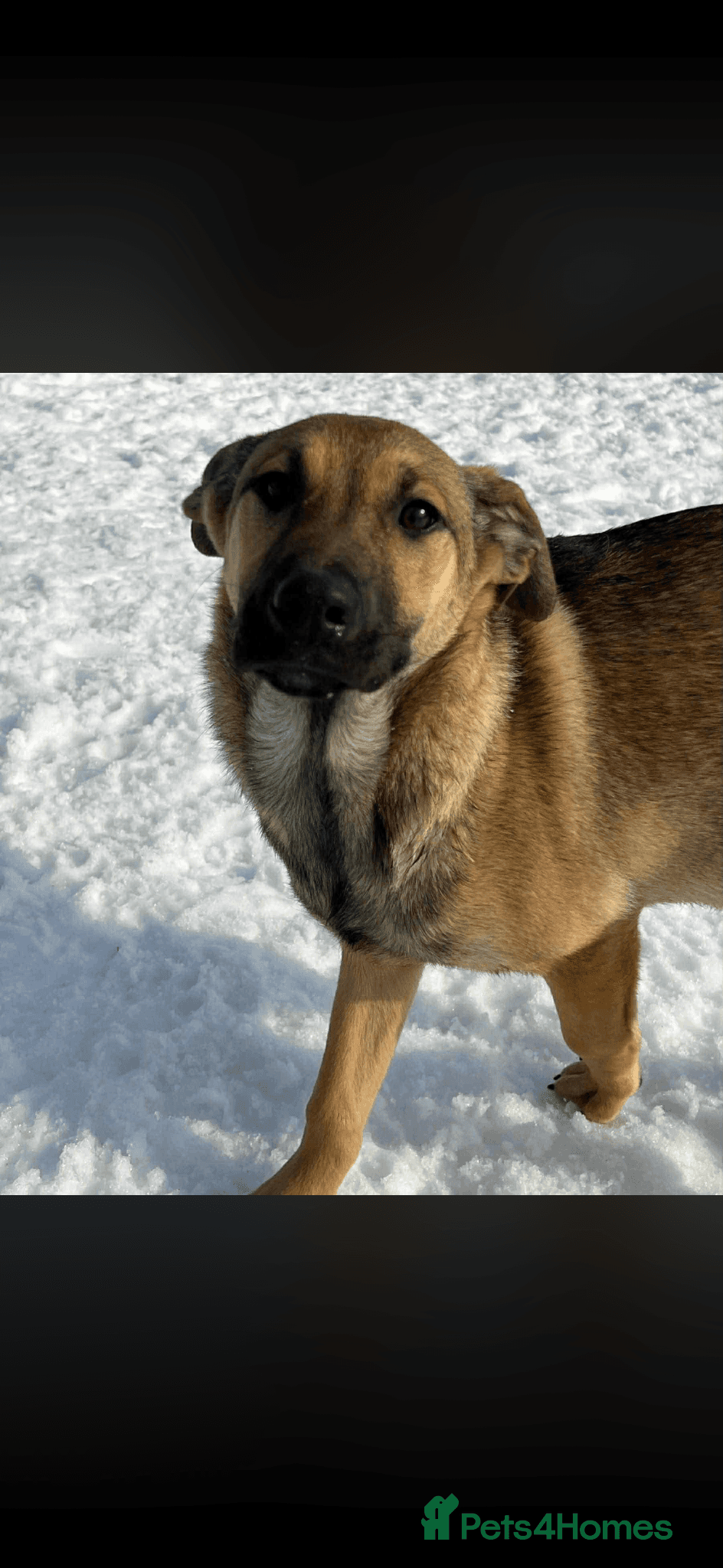 Clover - new info and photos/videos🍀 photo 12