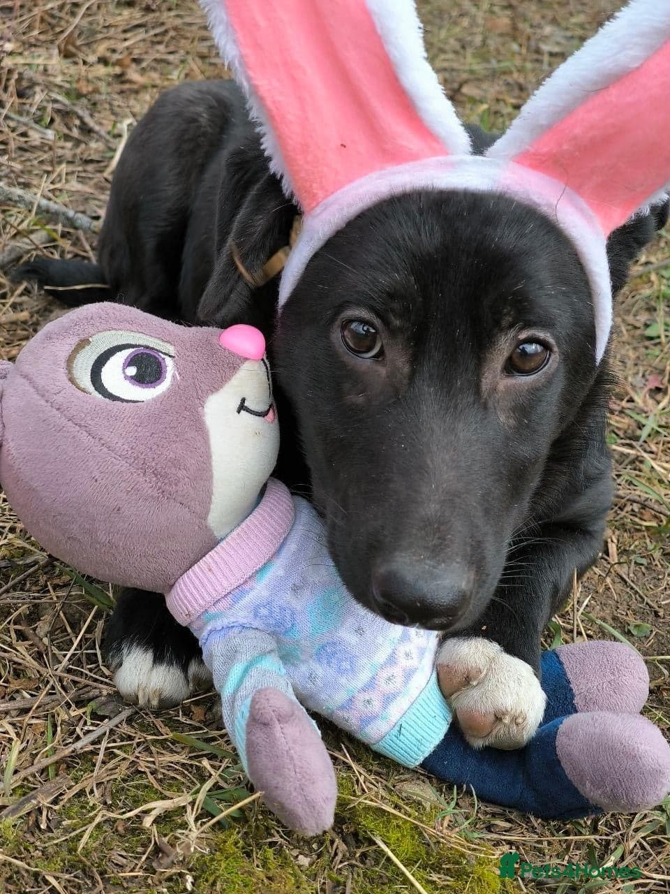 ️🐶 masha — Mixed Breed