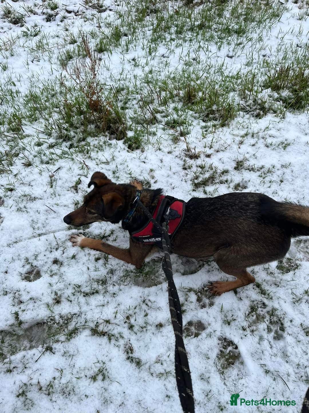 Meet Jake, currently residing in Cheshire photo 15