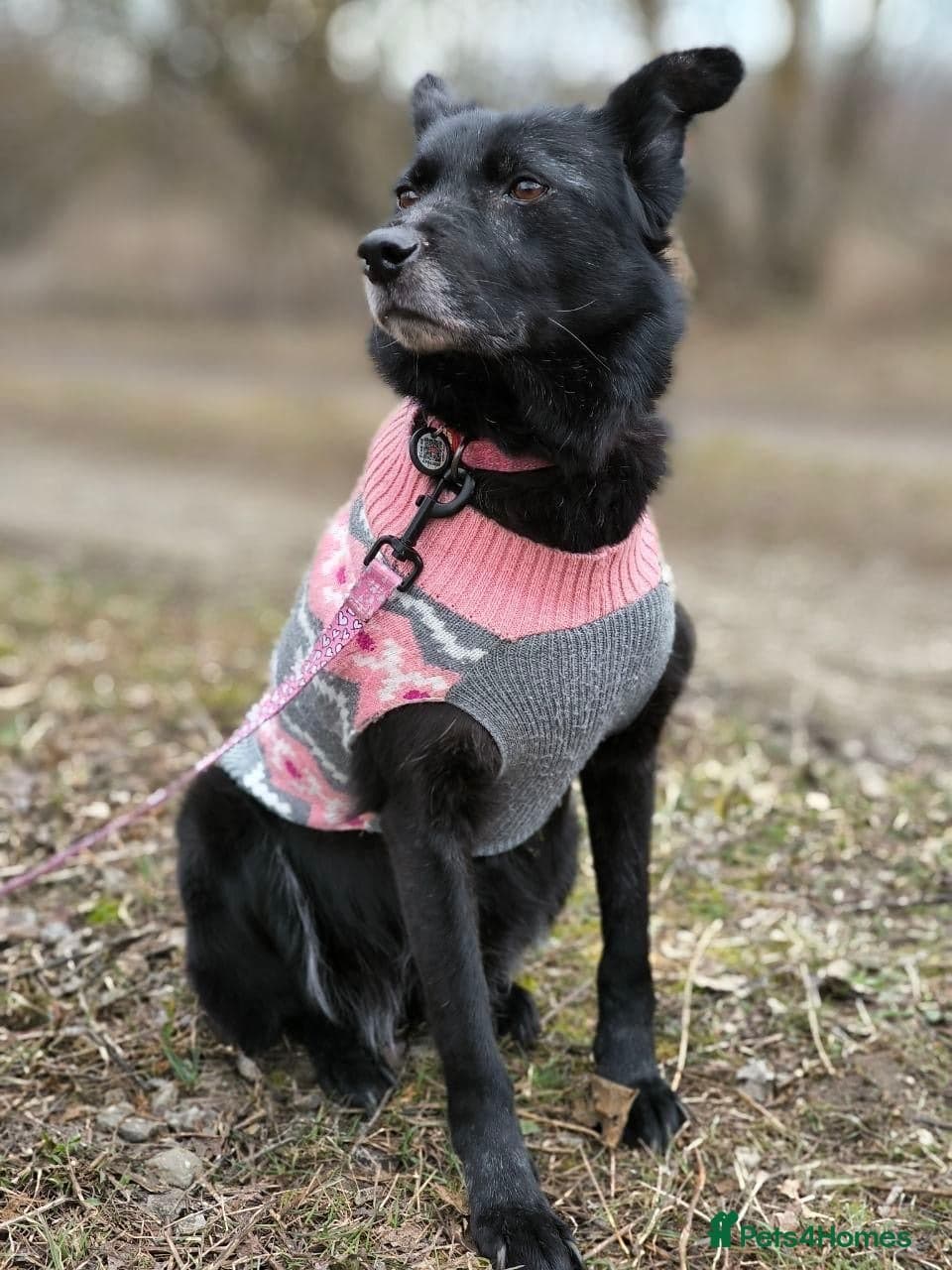 ๏ธ๐ถ tofa photo 17