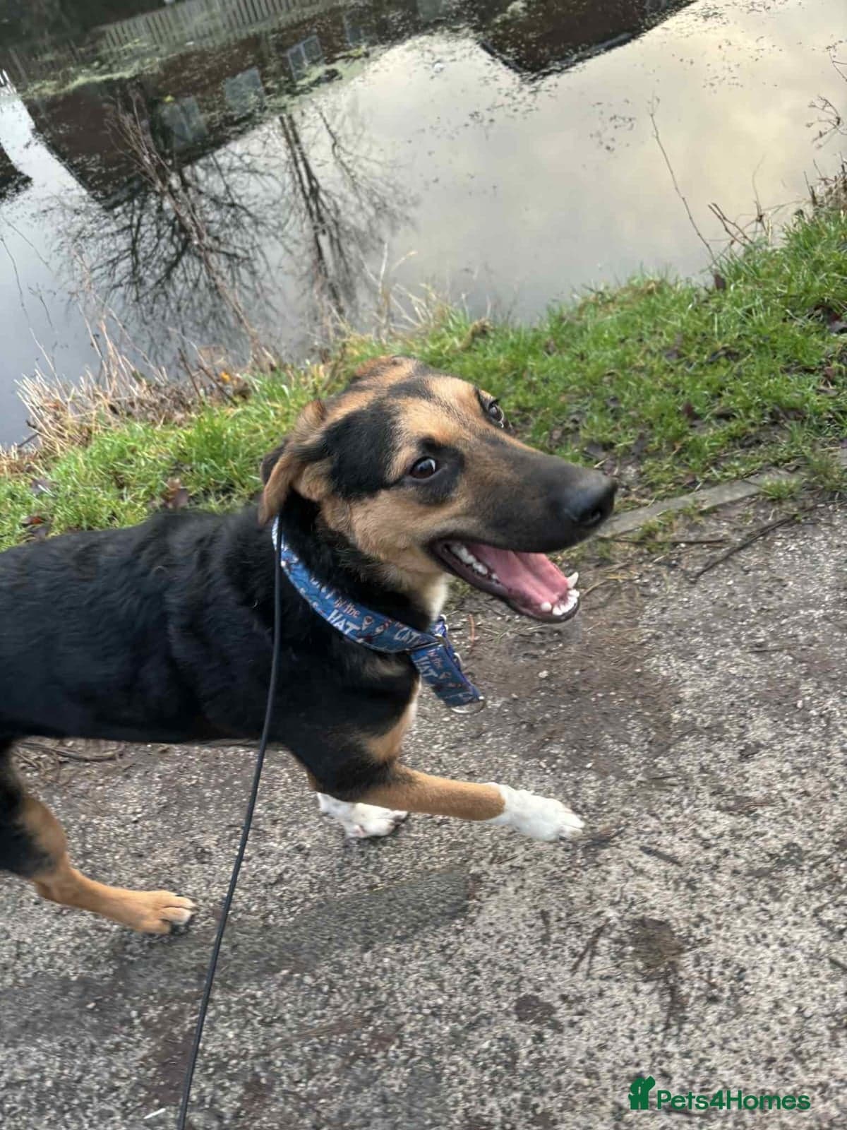 LOOK AT HIM:💙BRUNO💙Someone's best ever friend photo 4