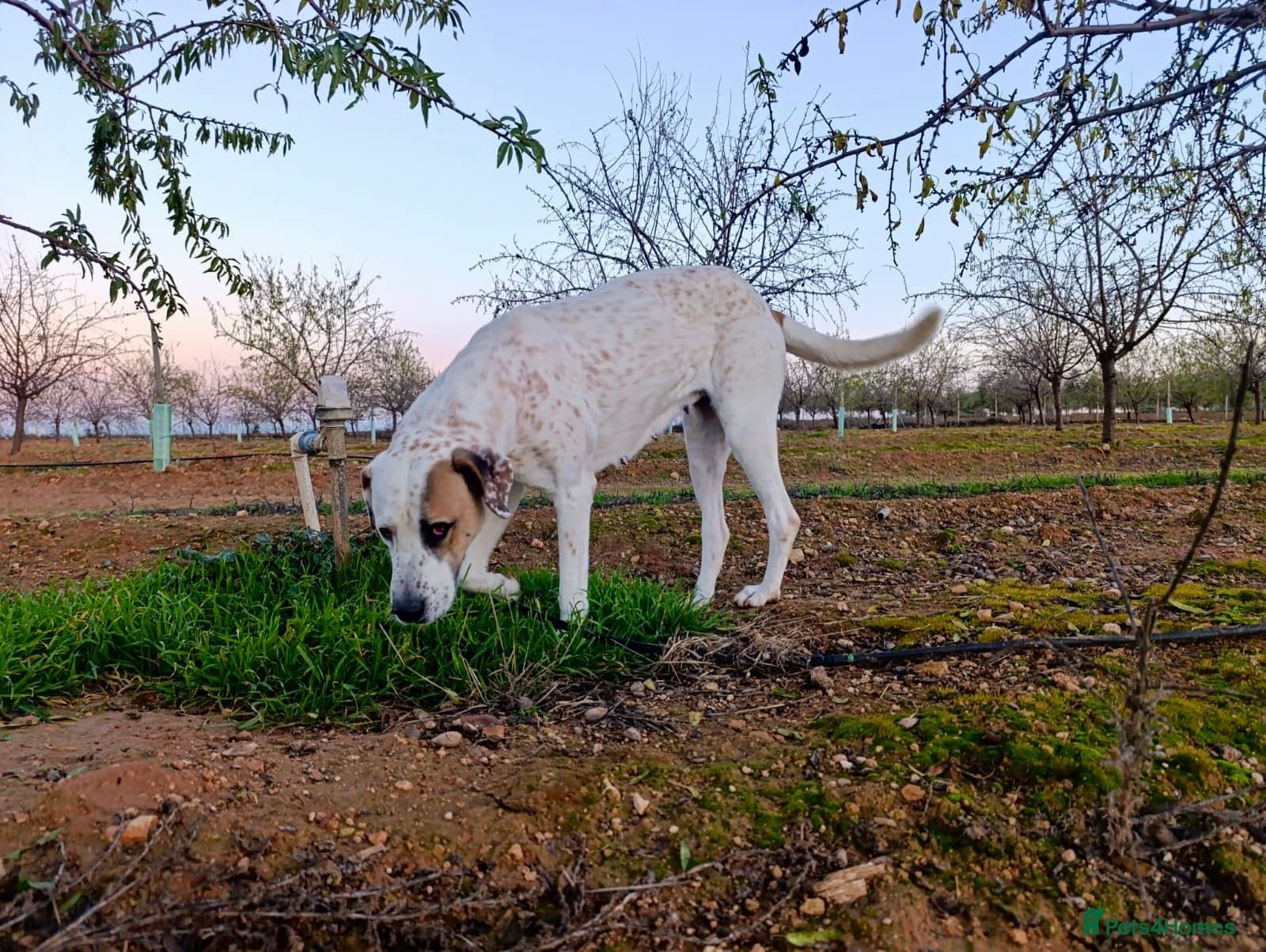 ️🚨URGENT🚨‼️FOSTER OR adopt Bimba🩷🐾 photo 3