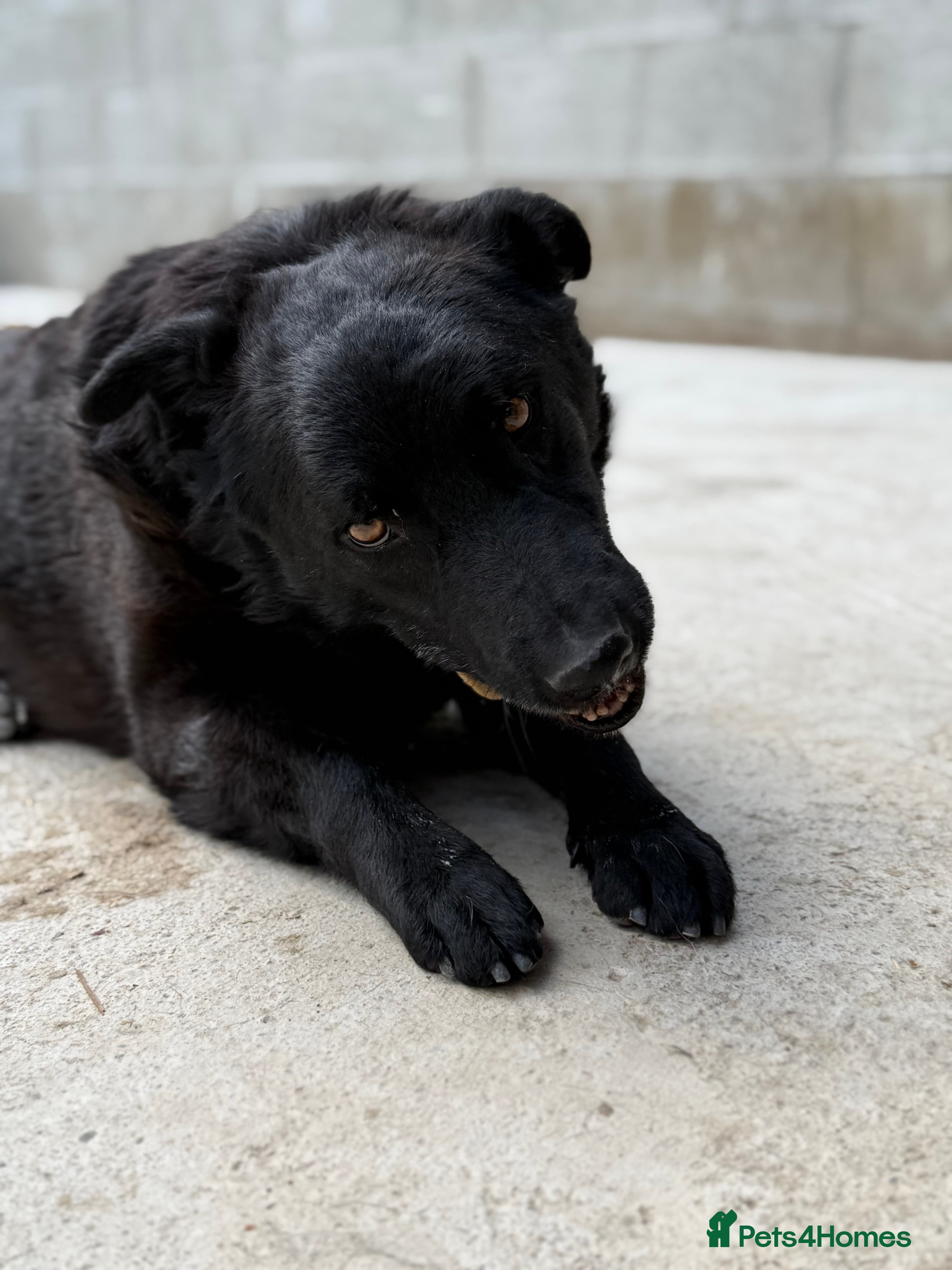 Dragos 💙 — Mixed Breed