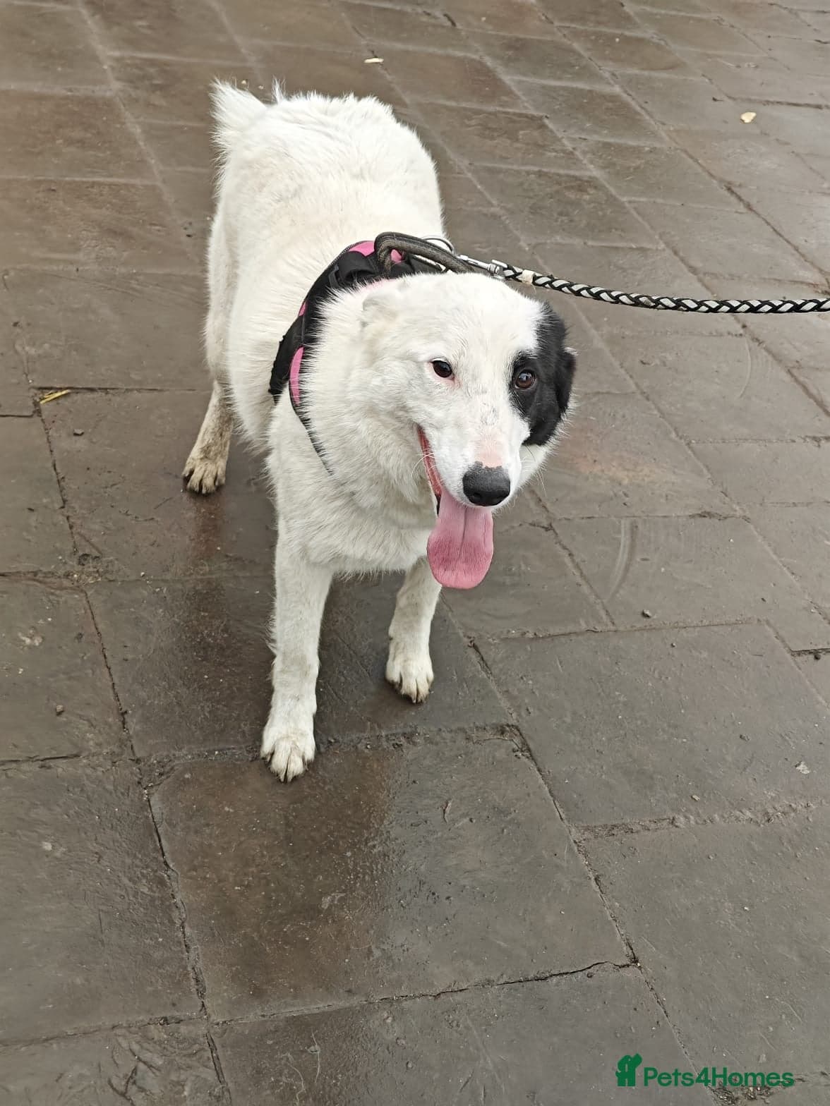 ️🐶 suzy photo 13