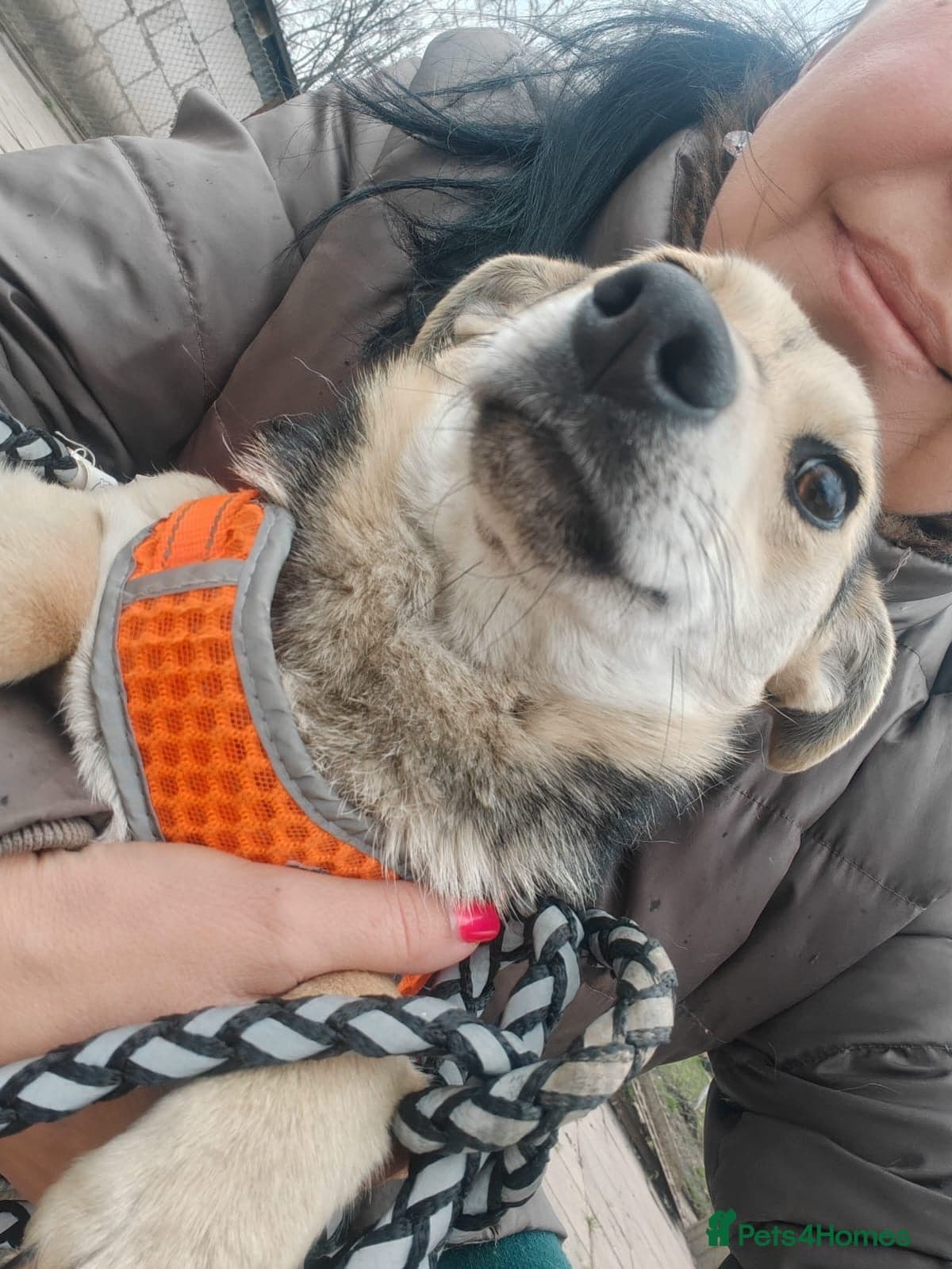 ️🐶 maree photo 9